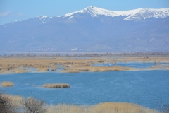 florina_5507