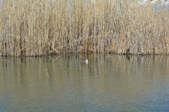 florina_5591