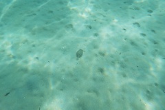 t/sdcard/DCIM/100GOPRO/GOPR0163