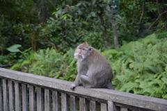 Bali_7_
