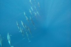 t/sdcard/DCIM/100GOPRO/G0780620