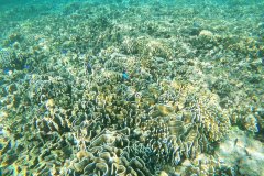 t/sdcard/DCIM/100GOPRO/G1060882