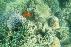 t/sdcard/DCIM/101GOPRO/G1751447