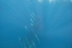t/sdcard/DCIM/100GOPRO/G0780617