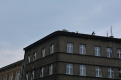 Krackow_62