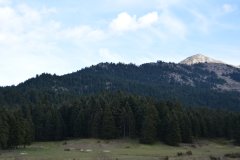 trikala-elati-365