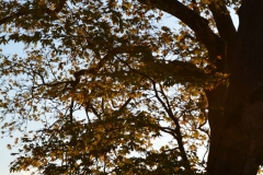 zahorohoria_8113